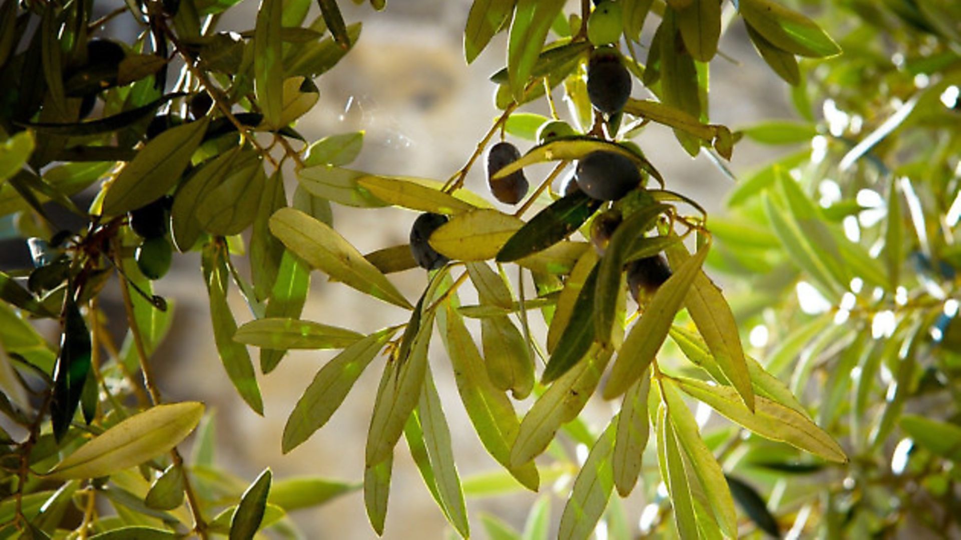 Olives - Credit: Archant