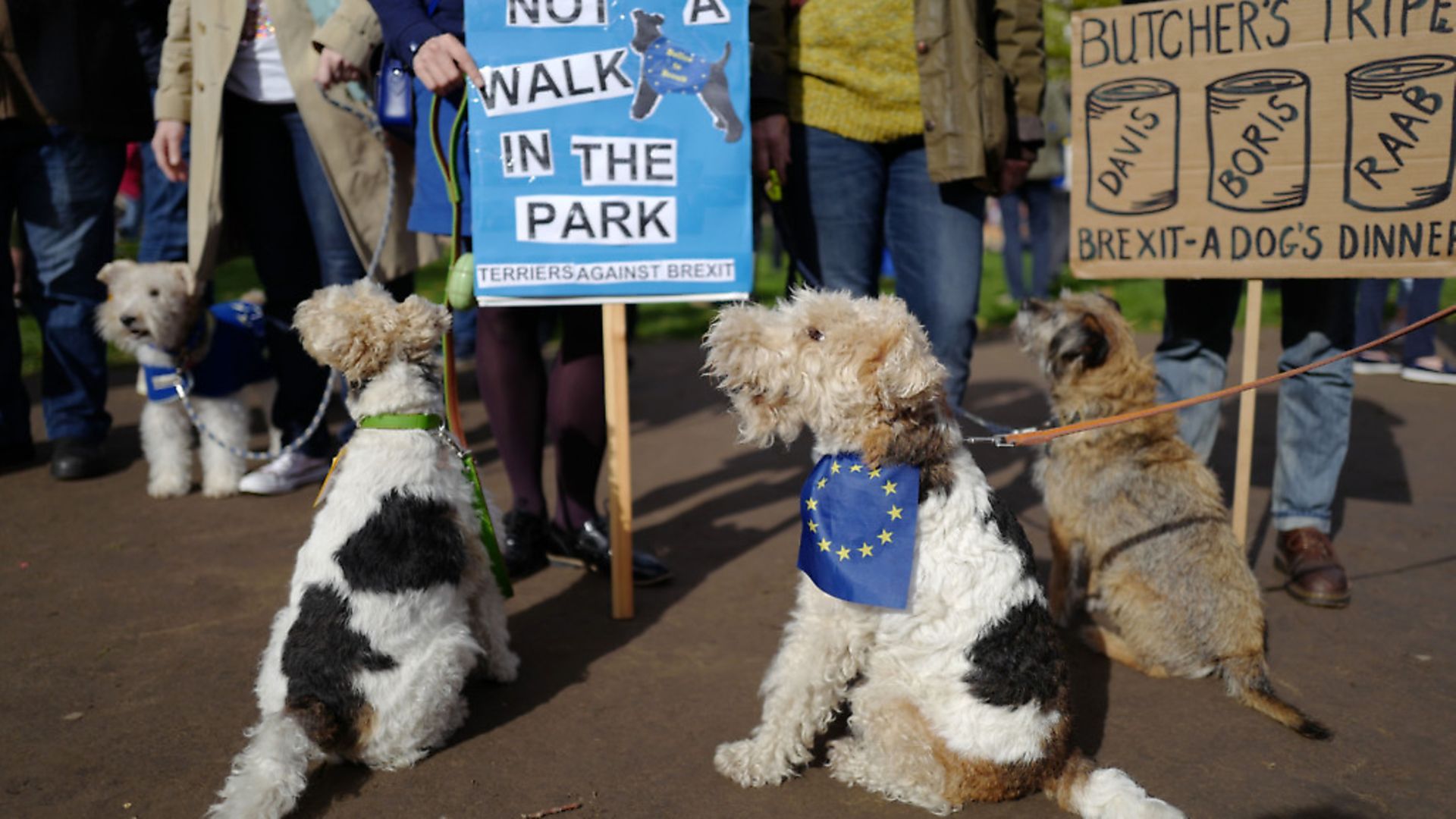 Dog owners and their pets participate in a pro-EU, anti-Brexit march towards the Houses of Parliament. Photo TOLGA AKMEN/AFP/Getty Images) - Credit: AFP/Getty Images