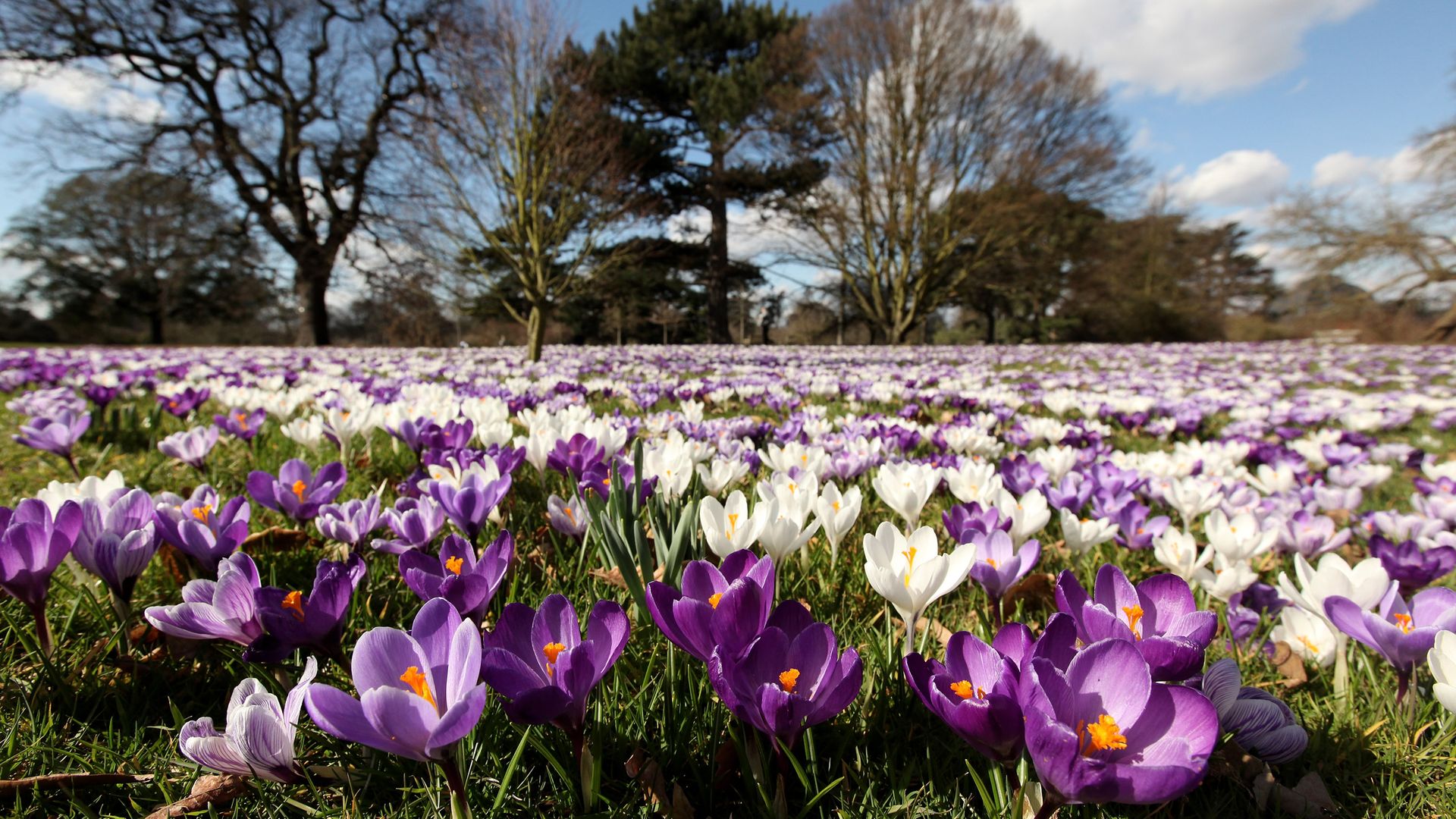 HOPE SPRINGS: A carpet of crocuses in full bloom at the Royal Botanic Gardens at Kew herald spring - Credit: Getty Images