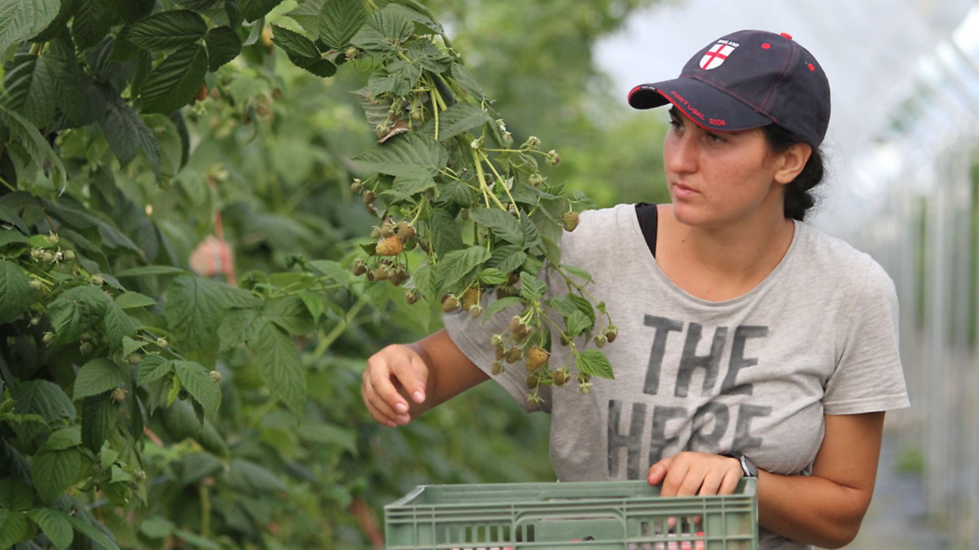 Worker picks raspberries in a fruit field at Boxford Suffolk Farms, in Suffolk, England.  (AP Photo/Leonora Beck) - Credit: AP/Press Association Images