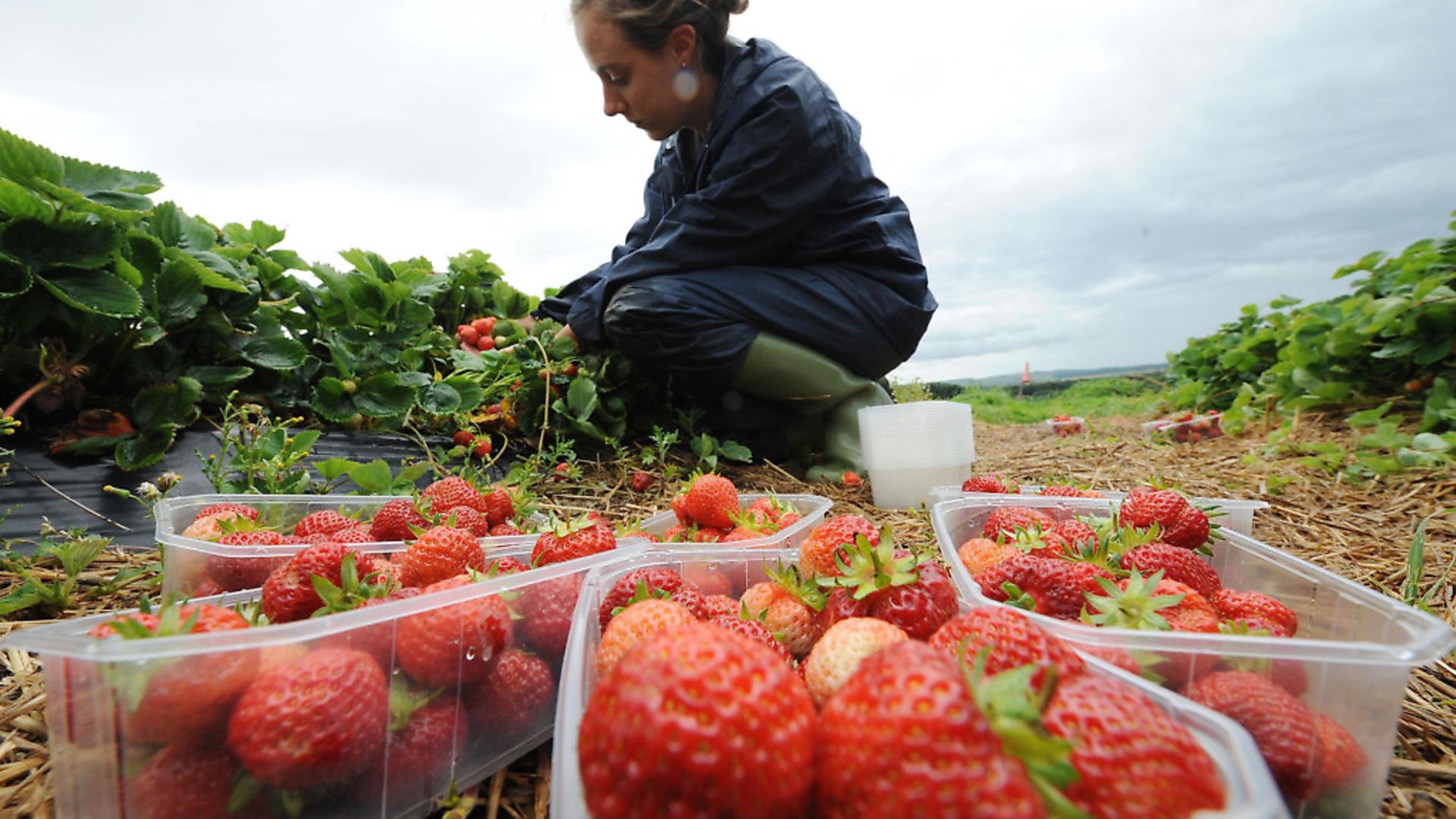 A worker in the fields picking strawberries. Photograph: Owen Humphreys/PA. - Credit: PA