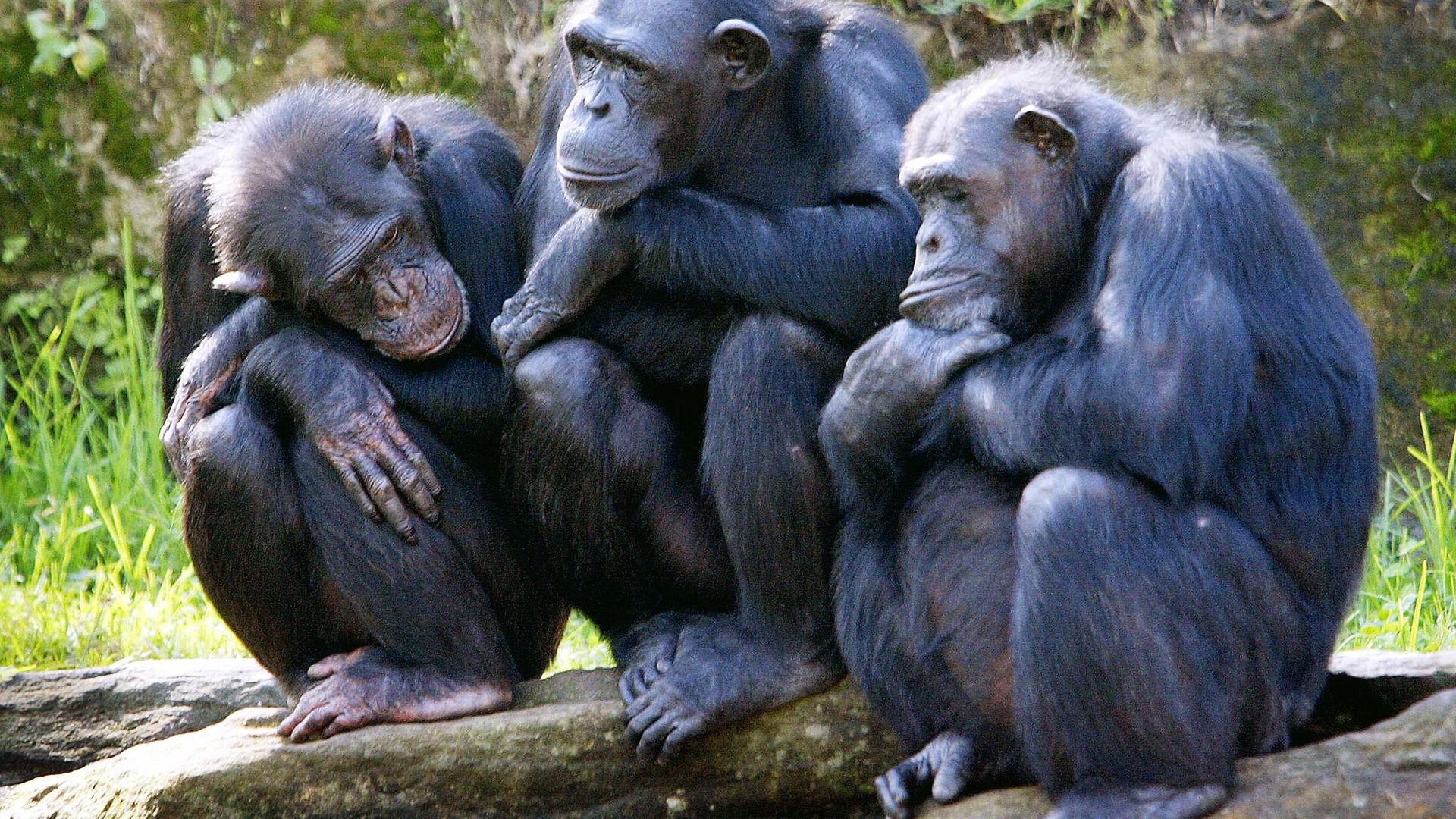Three female chimpanzees nod-off as they sit on rocks in a family group - Credit: AFP via Getty Images