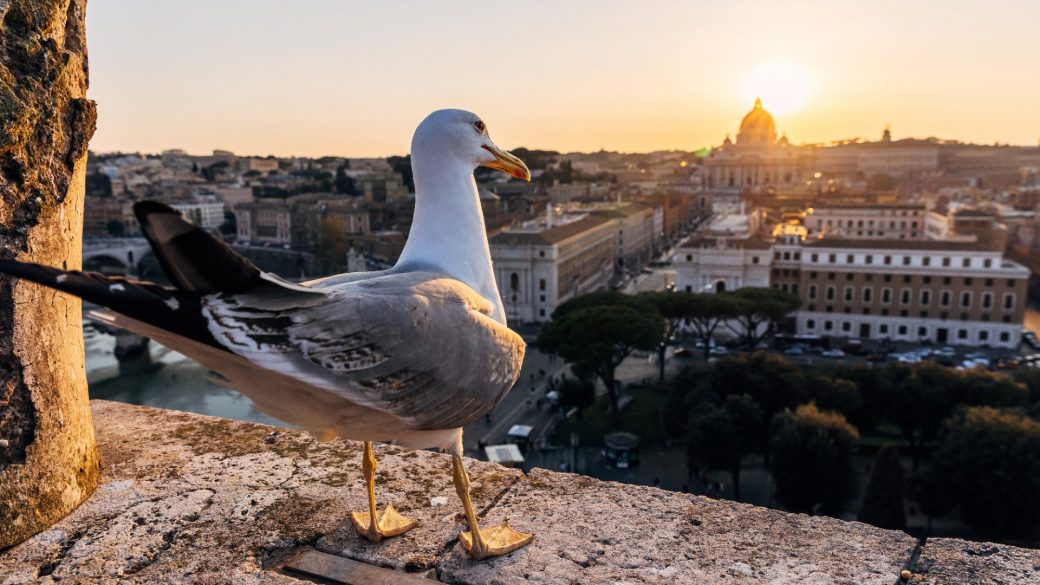 Beware the unruly gulls of Rome - The New World