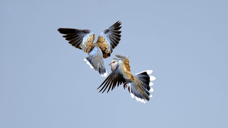 Conservationists race to rescue England’s turtle doves from extinction