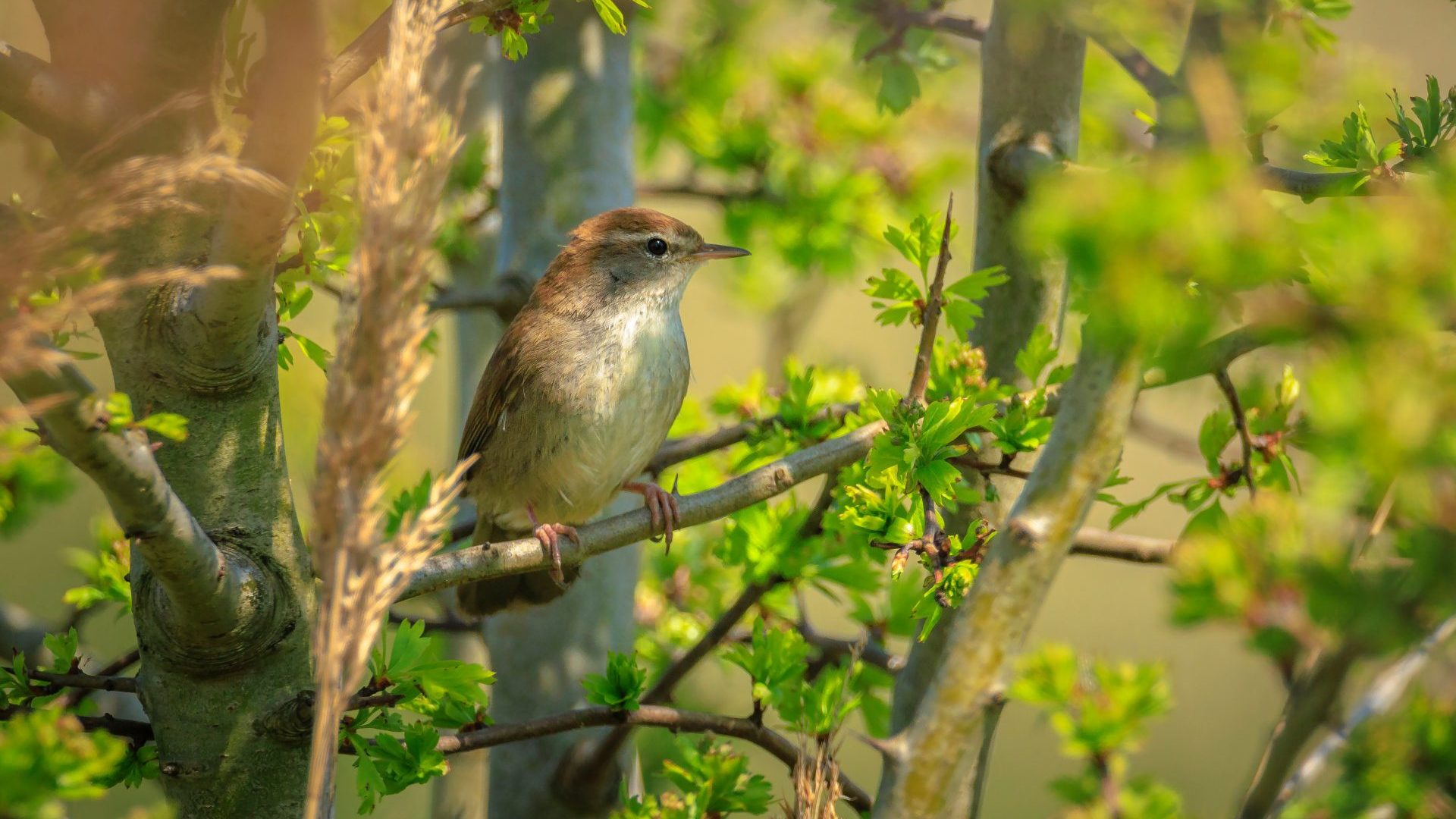 A Cetti’s warbler was first recorded in the UK in 1961. Photo: Adsiz Gunebakan/Anadolu