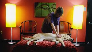 A pampered pet gets a massage at Chateau Poochie in Florida. Image: Joe Raedle/Getty
