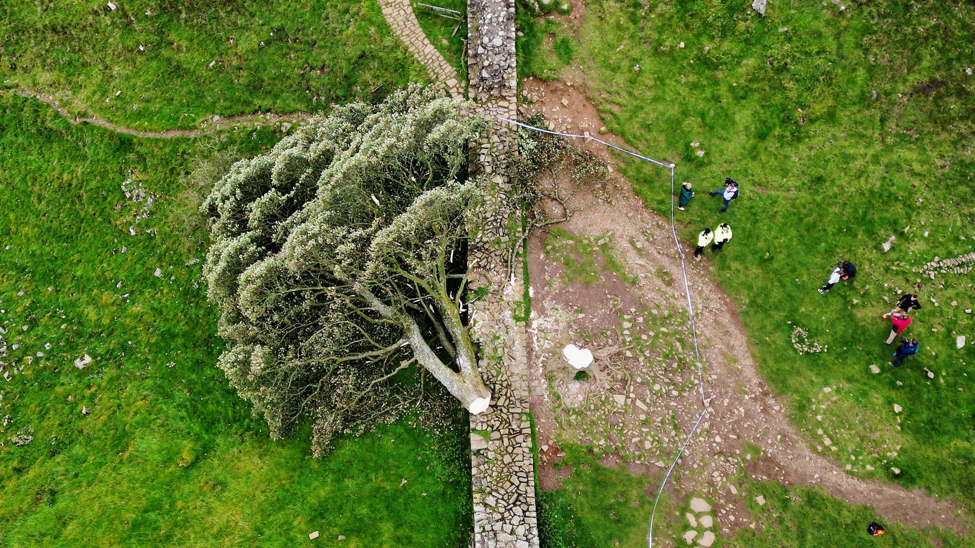 'Sycamore Gap' tree on Hadrian's Wall lies on the ground leaving behind only a stump. Photo: Jeff J Mitchell/Getty Images