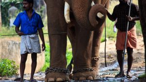 A chained elephant at the Annakotta Sanctuary in Kerala, India. Image: EyesWideOpen/Getty