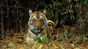 India, Bandhavgarh National Park, Bengal Tiger Cub (10 Months Old) In Bamboo. Photo: Wolfgang Kaehler/LightRocket via Getty Images