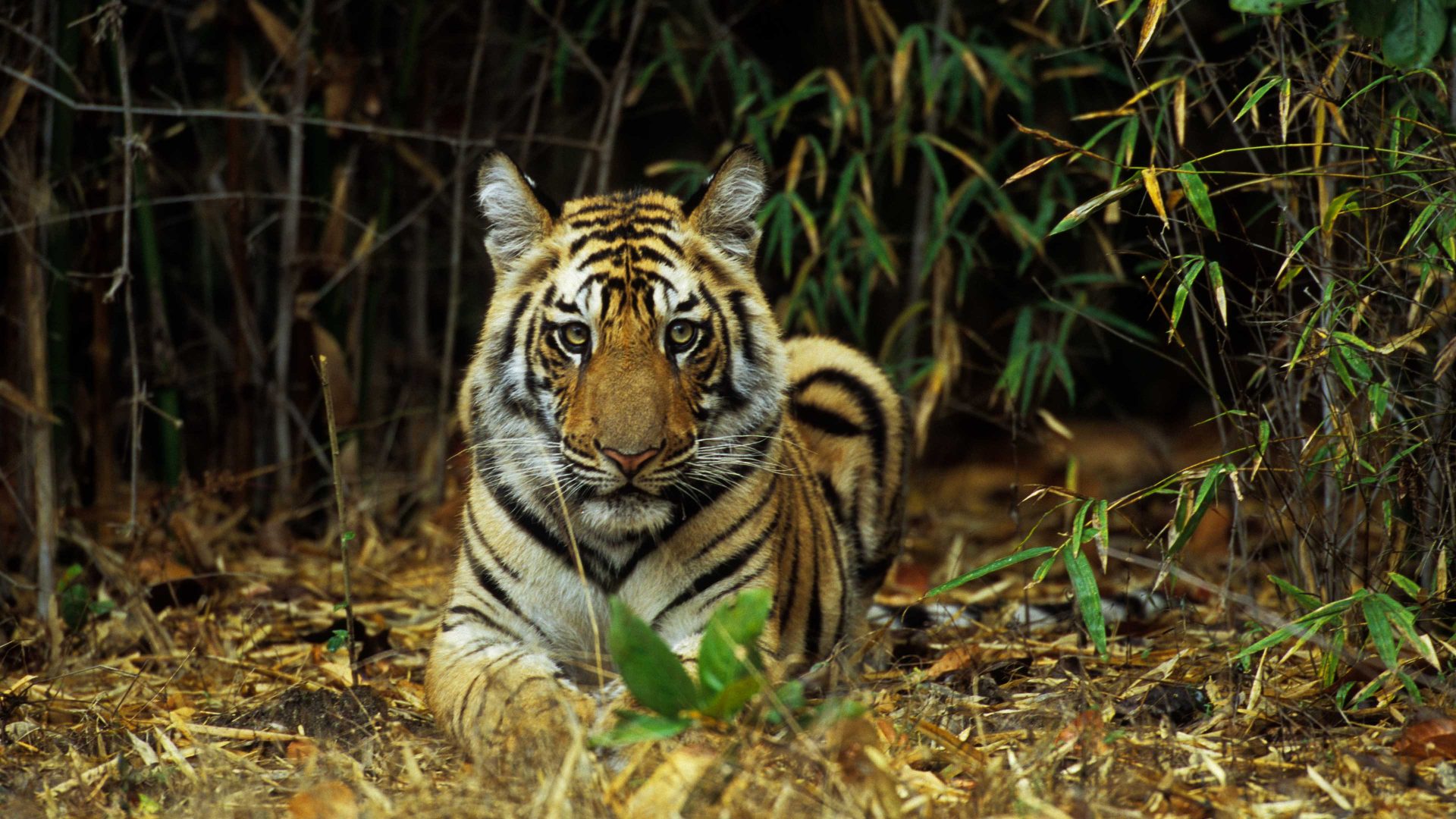 India, Bandhavgarh National Park, Bengal Tiger Cub (10 Months Old) In Bamboo. Photo: Wolfgang Kaehler/LightRocket via Getty Images