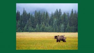 A grizzly bear in Alaska. Image: Education Images/Universal Images Group/Getty