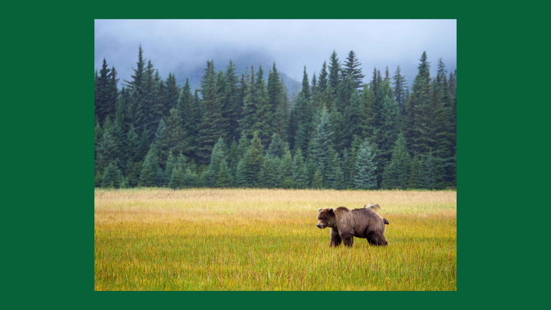 A grizzly bear in Alaska. Image: Education Images/Universal Images Group/Getty