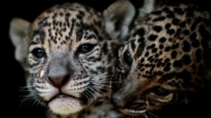 A cub seen in August is the first jaguar to be born in the wild in the Impenetrable Forest for more than three decades. Image: Pedro Pardo/AFP/Getty