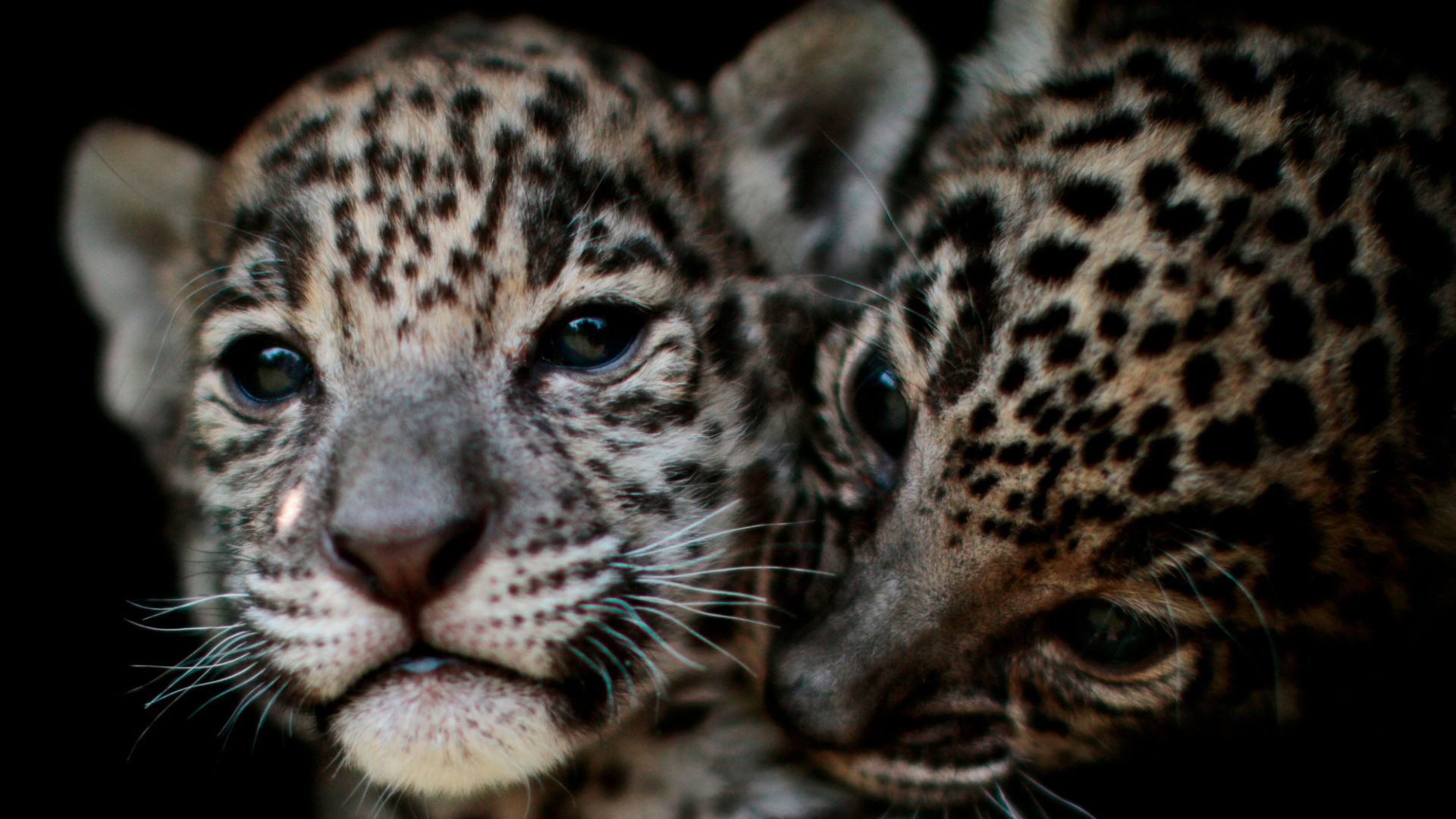 A cub seen in August is the first jaguar to be born in the wild in the Impenetrable Forest for more than three decades. Image: Pedro Pardo/AFP/Getty