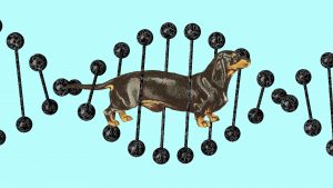 "Behavioural traits can vary nearly as much within breeds as between them, and there is relatively little genetic data on dogs for spotting correlations with traits, compared with humans" Image: TNW