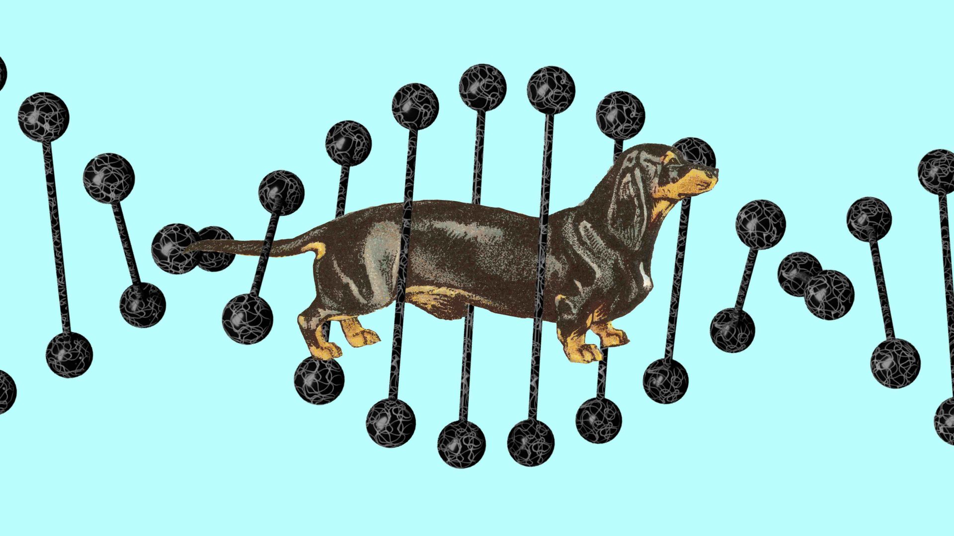 "Behavioural traits can vary nearly as much within breeds as between them, and there is relatively little genetic data on dogs for spotting correlations with traits, compared with humans" Image: TNW