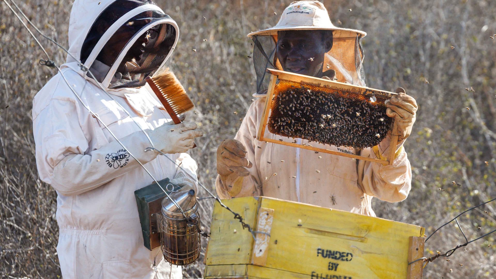 To bee, or not to bee? The African elephant question