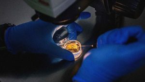 Scientists are edging closer to creating human eggs and sperm outside the body – a breakthrough that could transform fertility treatment. Image: Jonas Gratzer/LightRocket/Getty