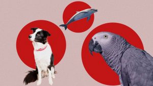 Do talking animals really speak to us, or are they just listening very carefully? Image: TNW