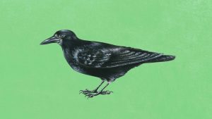 Rooks are among the cleverest of birds, so where does the term ‘rookie’, meaning inexperienced or naive, originate? Image: TNW