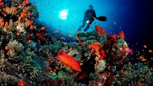 Coral grouper and scuba diver, Cephalopholis miniata, Sudan, Africa, Red Sea Photo: Reinhard Dirscherl/ullstein bild via Getty Images