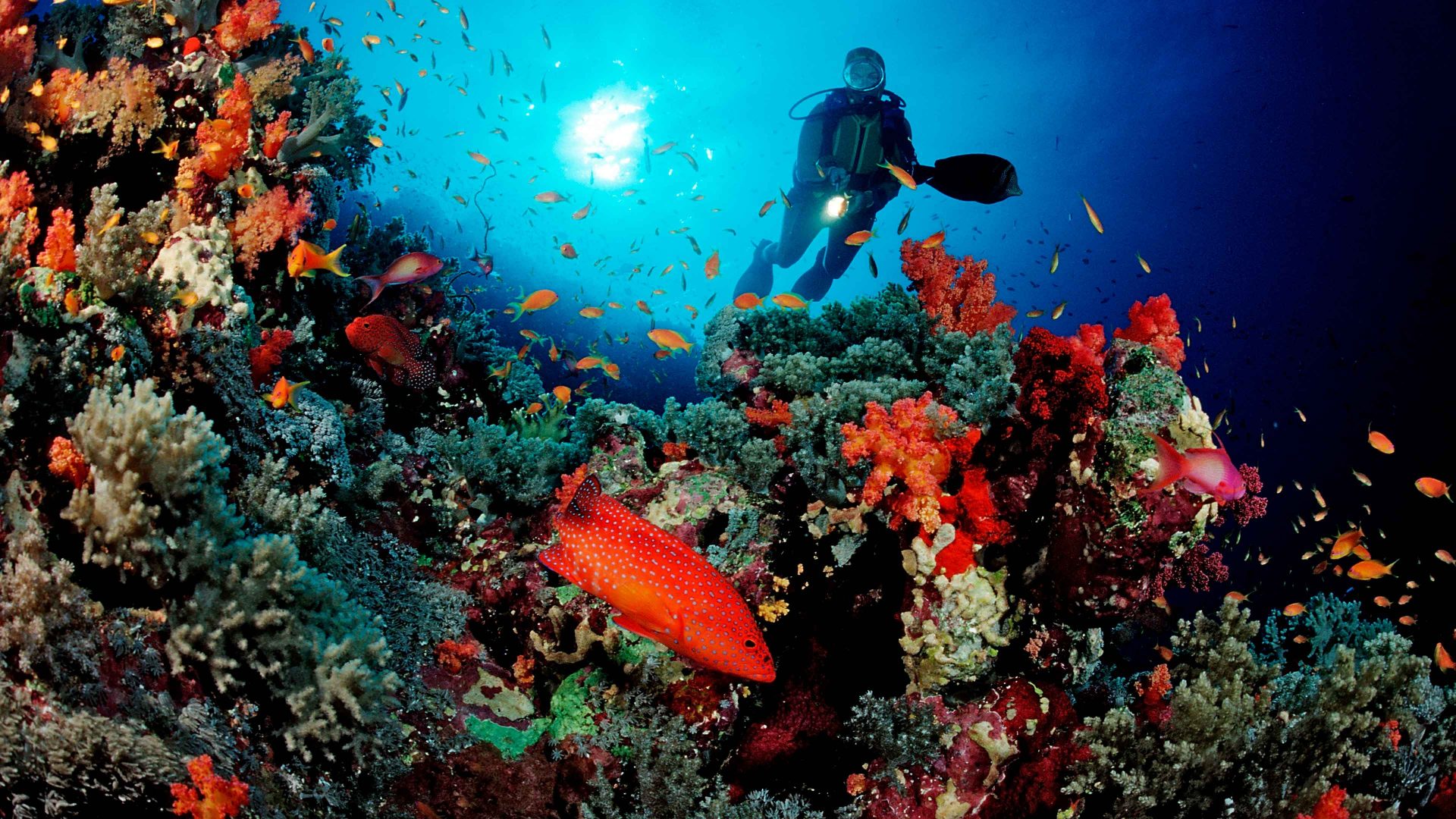 Coral grouper and scuba diver, Cephalopholis miniata, Sudan, Africa, Red Sea Photo: Reinhard Dirscherl/ullstein bild via Getty Images
