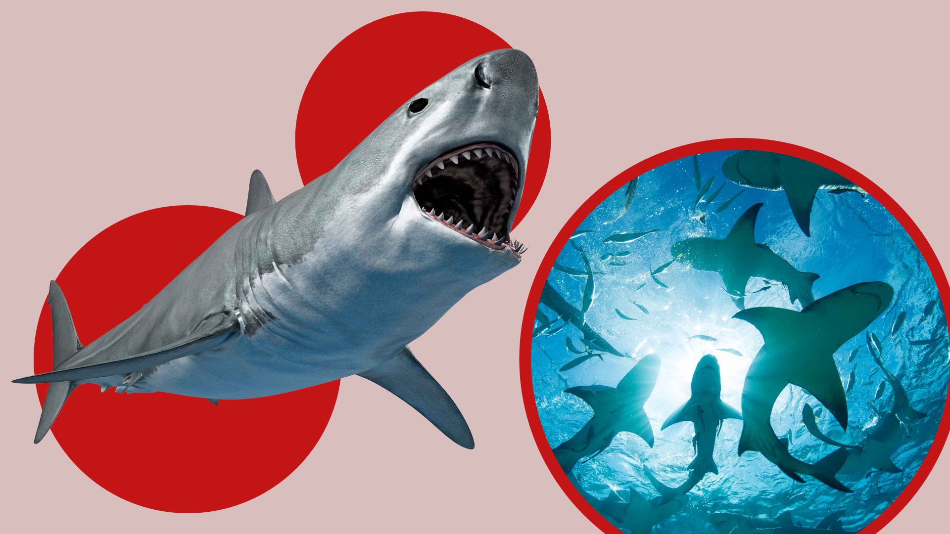 The ocean’s most misunderstood predators are stranger – and less deadly – than you think. Image: Getty/TNW