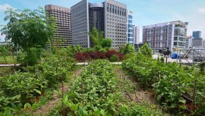 View of a rooftop garden used for urban farming to grow edible plants above the Raffles City mall in Singapore. Photo: Roslan RAHMAN / AFP
