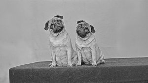 Two pugs, blissfully unaware of the anatomical compromises that make their lives so short. Image: Getty/ TNW