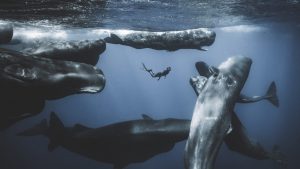 A diver surrounded by a pod of sperm whales in the waters off the coast of Dominica in the Caribbean. By Romain Barats (Ocean Adventure category). Photo: Romain Barats
