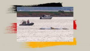 The humpback is back.. in Germany. Image: TNW/Getty