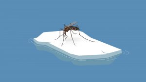 Mosquitoes are moving north. Image: TNW