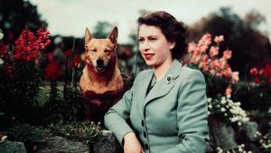 Queen Elizabeth II of England at Balmoral Castle with one of her Corgis, 28th September 1952. UPI color slide. Photo: Bettmann /Getty