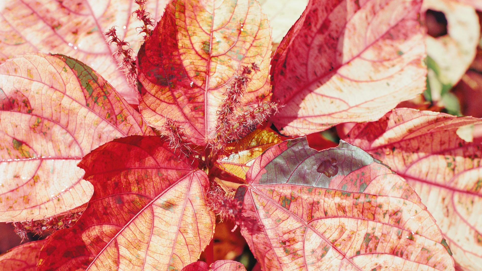The magnificent flora of Grenada ‘were witness to turmoil and upheaval’. IMAGES: STEVE MCQUEEN/BOUNTY