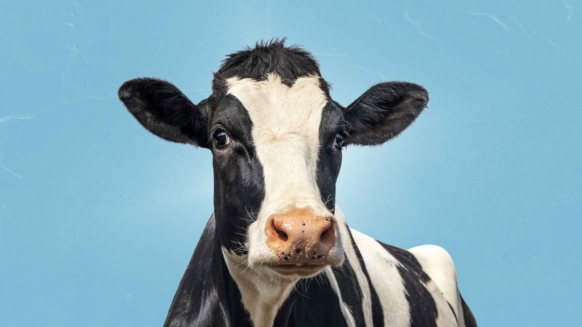 Did mad cow disease cause Brexit?
