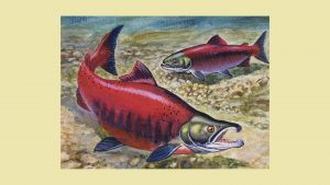 The story of sockeye salmon shows how English speakers have long reshaped unfamiliar words into forms they can understand. Image: DeAgostini/Getty