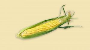 There is no linguistic connection between the English word for an ear of corn and any mammalian organ of hearing. Image: TNW