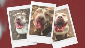 The Dangerous Dogs Act judges some dogs by how they look rather than how they behave. Image: TNW/Getty