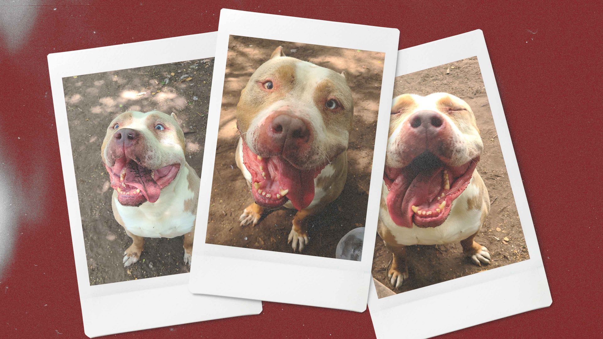 The Dangerous Dogs Act judges some dogs by how they look rather than how they behave. Image: TNW/Getty