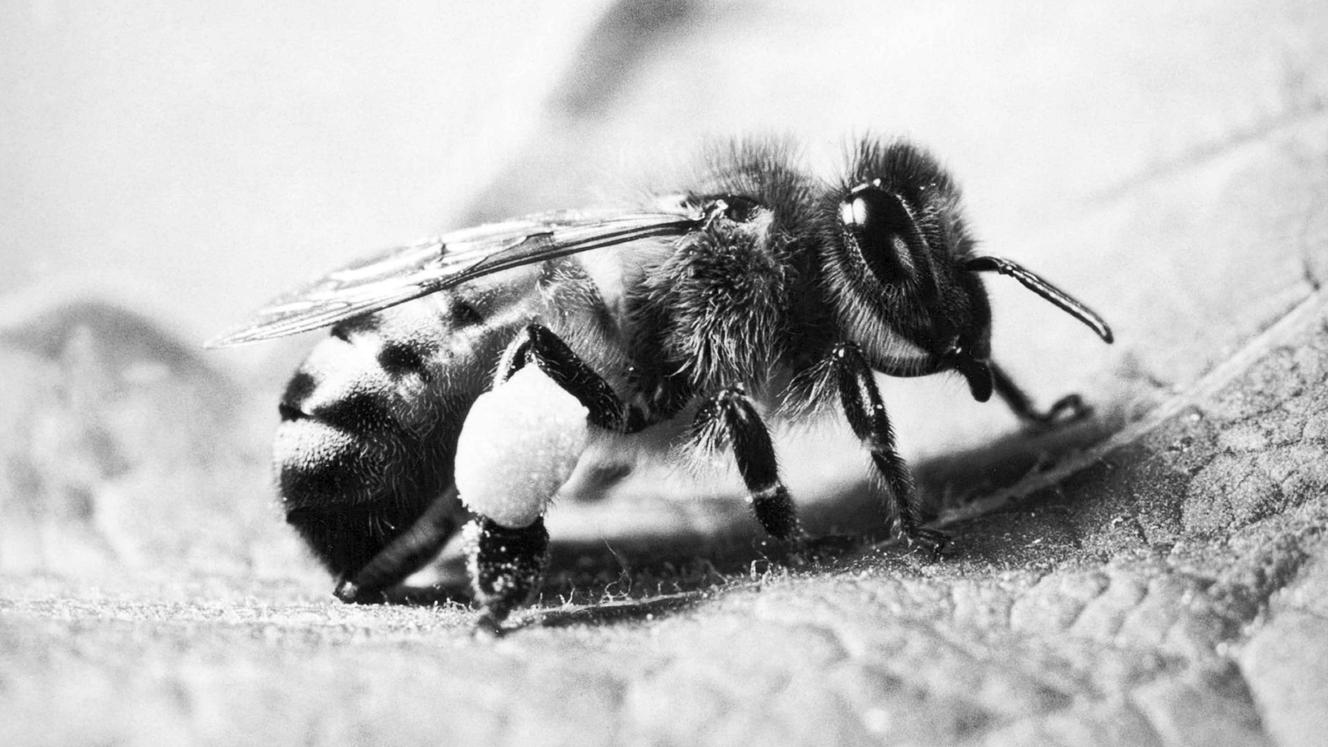 The latest research suggests these tiny insects may possess unexpectedly sophisticated minds. Image: NFB/Getty