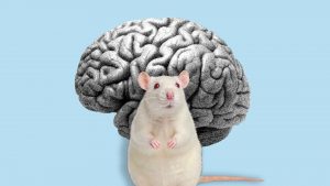 Scientists are growing human brain tissue inside mice to investigate how neurological disorders develop. Image: TNW
